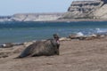 Elephant seal Patagonia Argentina Royalty Free Stock Photo