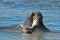 Elephant seal in Peninsula Valdes, Patagonia.