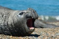 Elephant seal in Peninsula Valdes, Patagonia.