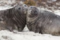 Elephant Seal Pups - Falkland Islands Royalty Free Stock Photo