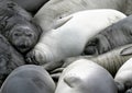 Elephant Seal Rookery Royalty Free Stock Photo