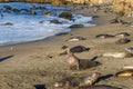 Elephant Seal Rookery