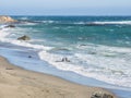 Elephant seal Royalty Free Stock Photo