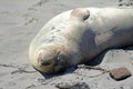 Elephant Seal of San Simeon