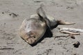 Elephant Seal of San Simeon