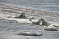 Elephant seal in the Valdes Peninsula