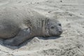 Elephant seal in the Valdes Peninsula