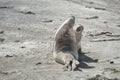 Elephant seal in the Valdes Peninsula Royalty Free Stock Photo