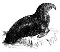 Elephant seal, vintage illustration