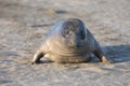 Elephant Seal Weaner Pup Royalty Free Stock Photo