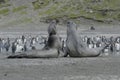 Elephant Seals