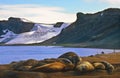 Elephant Seals, Antarctica Royalty Free Stock Photo