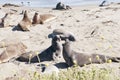 Elephant seals on beach