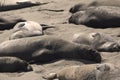 Elephant seals on beach Royalty Free Stock Photo