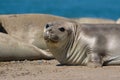 Elephant seals on beach Royalty Free Stock Photo