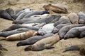 Elephant seals on a beach near San Simeon