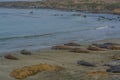 Elephant Seals on a beach of the Pacific Ocean in California