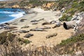 Elephant seals on the beach, San Simeon, California