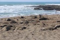 Elephant Seals on California Beach in Winter