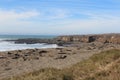 Elephant Seals on California Beach in Winter