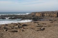 Elephant Seals on California Beach in Winter