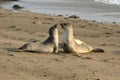 Elephant seals fighting at the beach