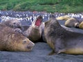 Elephant seals