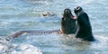 Elephant Seals fighting in the Pacific at the Piedras Blancas Elephant seal rookery on the Central Coast of California