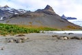 Elephant seals - Mirounga leonina -  in beautiful landscape of South Georgia in front of king penguins with glacier in background Royalty Free Stock Photo