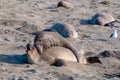 Elephant Seals In Love Royalty Free Stock Photo