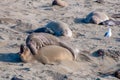 Elephant Seals In Love Royalty Free Stock Photo