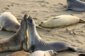 Elephant seals mating at the beach