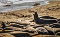 Elephant seals, mirounga angustinostris, group sleeping in the sand on late afternoon at Elephant Seal Vista Point, along Cabrillo