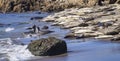 Elephant seals Mirounga on beach at San Simeon