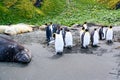 Elephant seal and king penguins - Aptendytes patagonica - on beach in front of hill with tussock grass in South Georgia Royalty Free Stock Photo