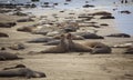 Elephant Seals at Piedras Blancas,CALIFORNIA