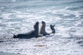 Elephant seals playing in the ocean Royalty Free Stock Photo