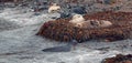 Elephant Seals resting on kelp bed with young one nearby on beach at Piedras Blancas on the California central coast - USA Royalty Free Stock Photo