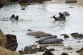 Elephant seals on a rocky beach Royalty Free Stock Photo