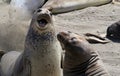 Elephant Seals #7