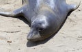 Elephant Seals #6