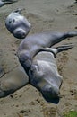 Elephant seals sleeping on beach in California