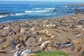 Elephant seals sleeping on beach.