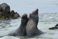 Elephant seals sparing on the beach