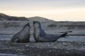 Elephant Seals in St. Andrews Bay, South Georgia