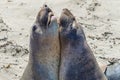 Elephant seals wrestling