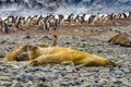 Elephant Seals Yankee Harbor Greenwich Island Antarctica Royalty Free Stock Photo