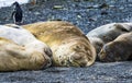 Elephant Seals Yankee Harbor Greenwich Island Antarctica Royalty Free Stock Photo