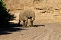 Elephant searching for water in Mashatu Game Reserve Royalty Free Stock Photo