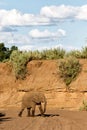 Elephant searching for water in Mashatu Game Reserve Royalty Free Stock Photo